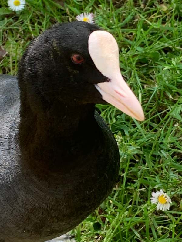 Close up of the head of a Coot, showing where the expression "Bald as a coot" comes from.