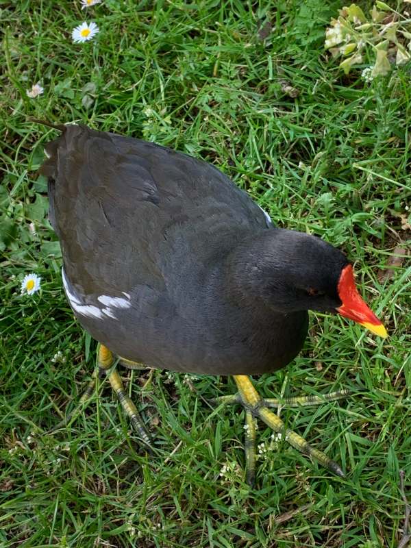 Moorhen, showing that it is NOT bald!