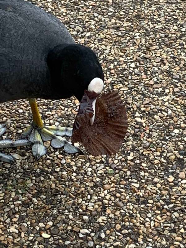 Coot with the wrapping from a chocolate cupcake in its mouth.