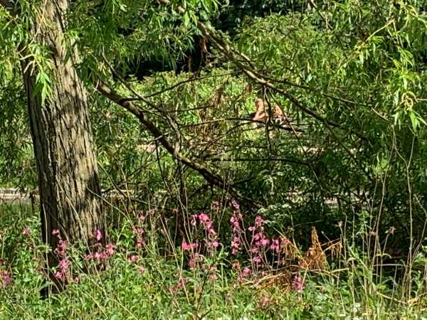 A pair of unidentified animals or birds in the branches looking towards the camera.