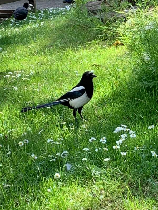 Magpie standing in amongst the Moon Daisies.