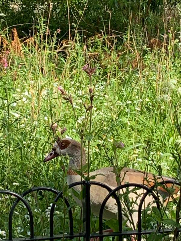 Egyptian Goose behind the railings on the wild flower garden.