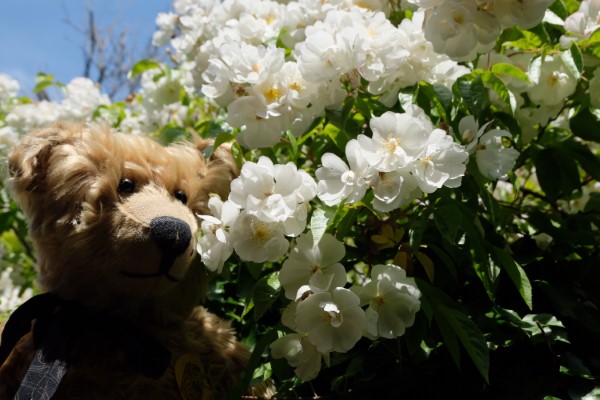 Bertie smelling some white roses.