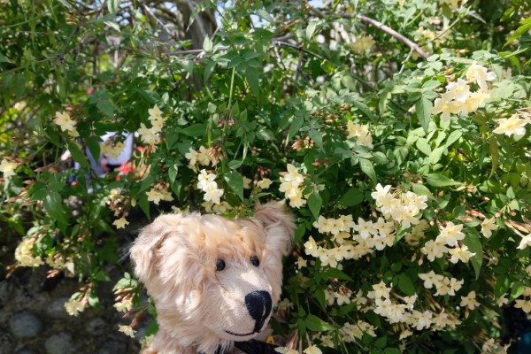 Berite by the Roses and Jasmine.