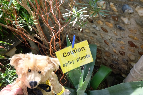 Bertie by a notice: "Caution, Spiky plants"!