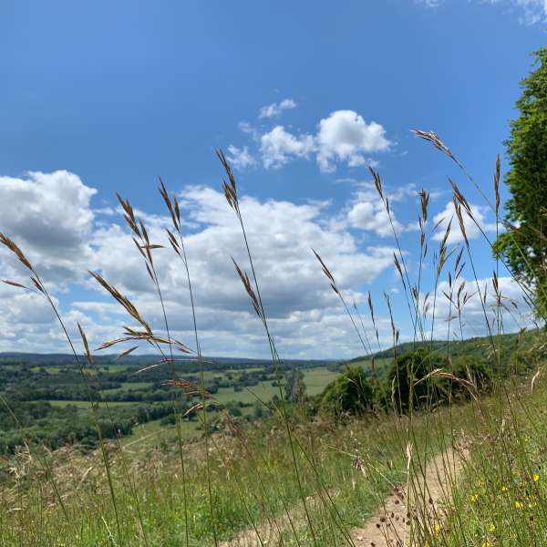 A view across the Surrey Hills on a Midsummer's Day.