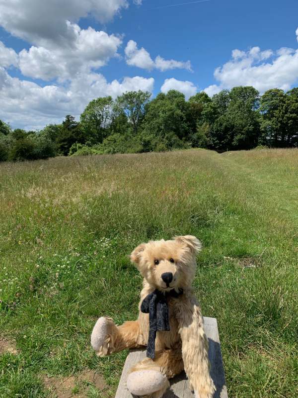 Close up of Bertie sitting on the bench.