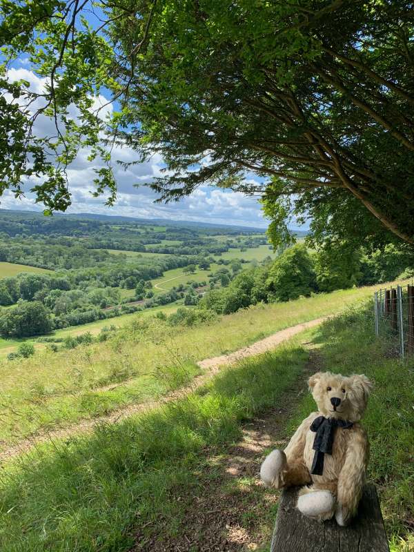 Bertie on a bench looking at the view south west towards Hindhead and Blackdown.