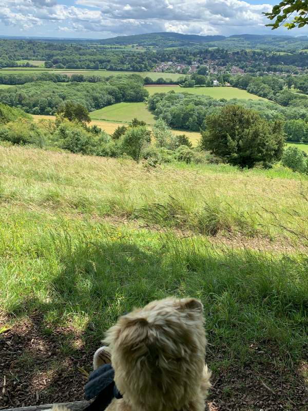 Bertie sat on a bench looking south towards Leith Hill and the Greensand