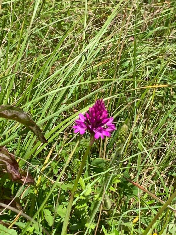 Pyramidal Orchid.