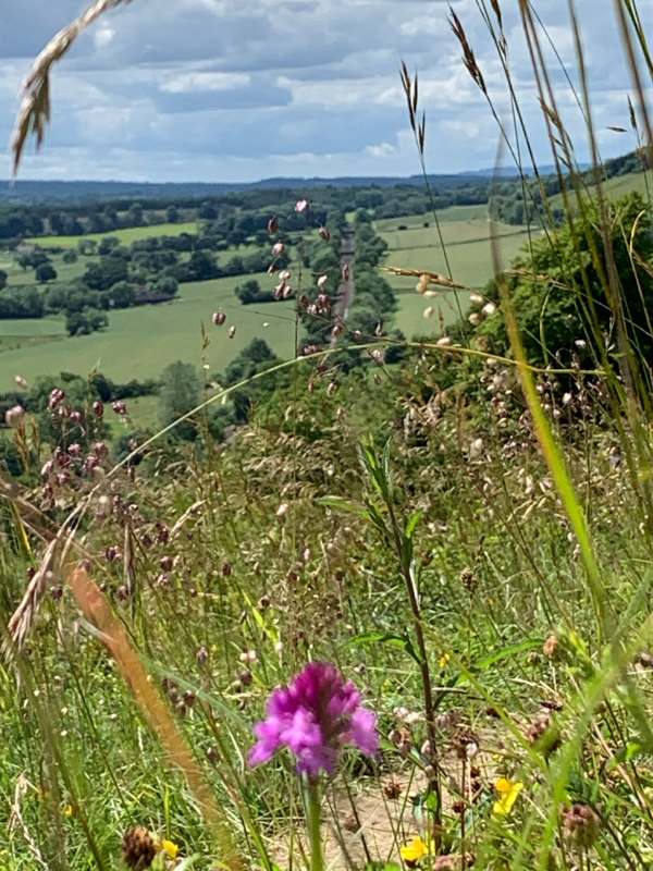 The wild grasses and the North Downs Railway Line. The Flying Scotsman roared through here in June.