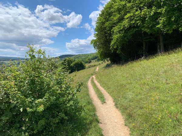 Hillside track running between green trees and bushes.