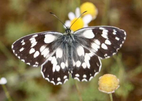Marbled White Butterfly. Brown wings spread open, with white spots marbling them.