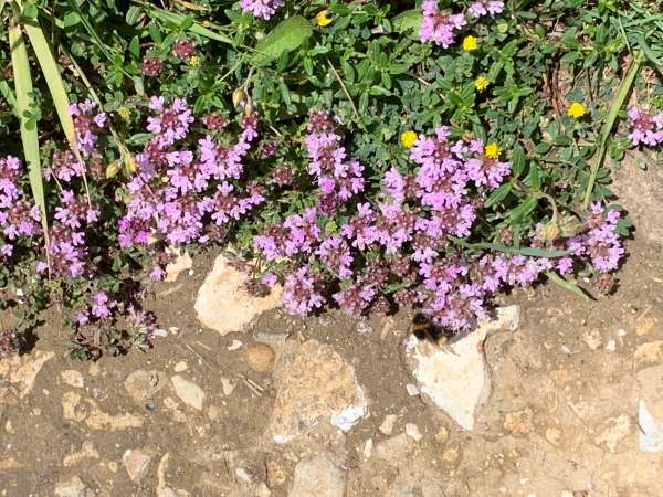 Thyme. Delicate purple flowers on a green bush.