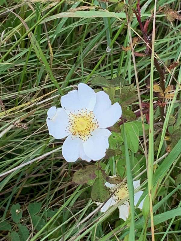 A White, Wild Rose, in amongst the grass.