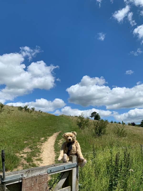 Bertie sat on top of a partially open gate. He is looking down the hill, we are facing him looking up the hill.