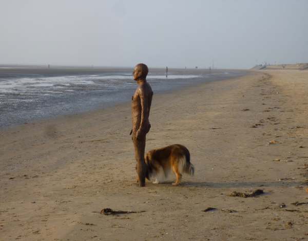 A Gormley statue on Crosby Beach with a large dog sniffing between its feet.