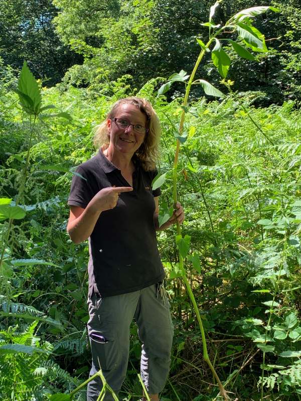 Amanda with a long stalk of Himalyan Balsam.