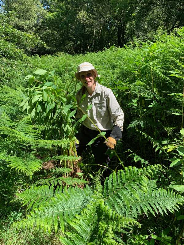 Barbara with some Himalayan Balsam.