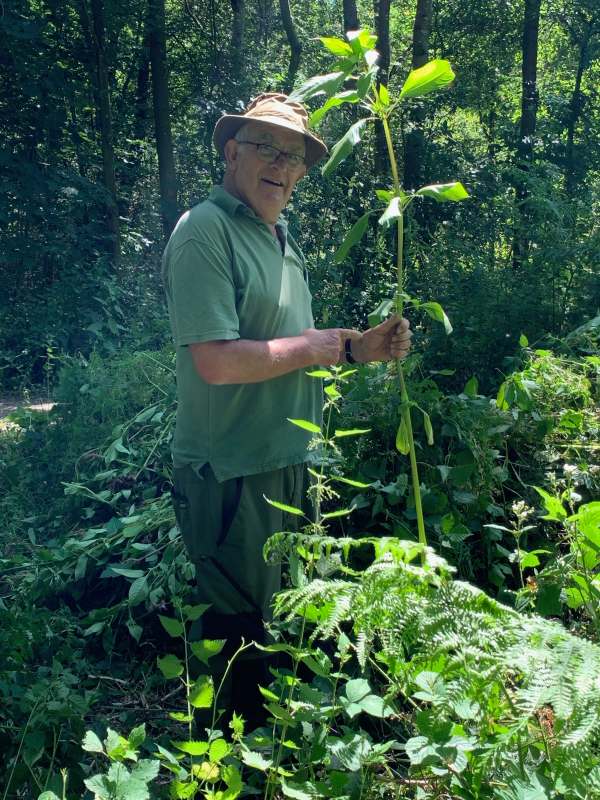 Bobby in the Himalayan Balsam.
