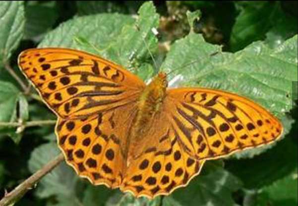 Silver Washed Fritillary butterfly.