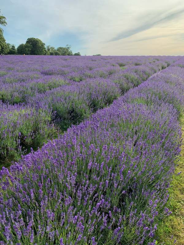 Mayfield Lavender Farm.