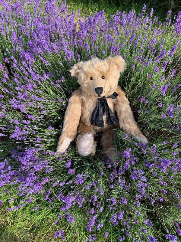Bertie in the lavendar.