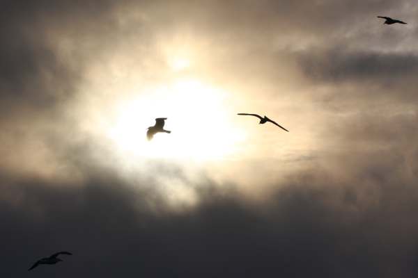 Two birds flying above Skomer backlit by the sun in an otherwise black, cloudy sky.