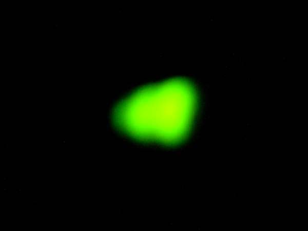 Glow Worm