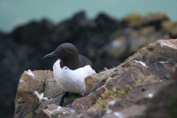 Guillemot