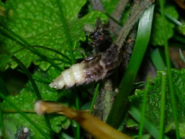 Glow Worm