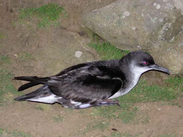 Manx Shearwater