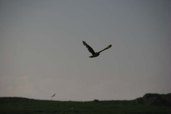 Short Eared Owl