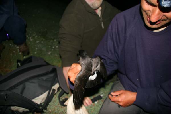 Storm Petrel ... Dave and Richard ringing