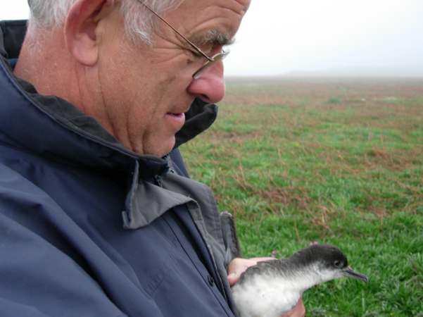 Bobby and Manx Shearwater