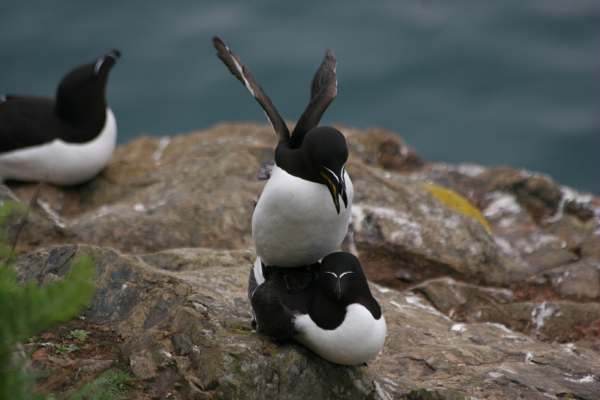 Razorbills ... before