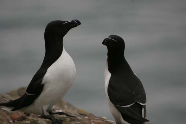 Razorbills ... after