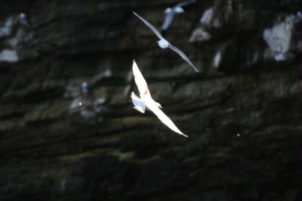 Kittiwakes
