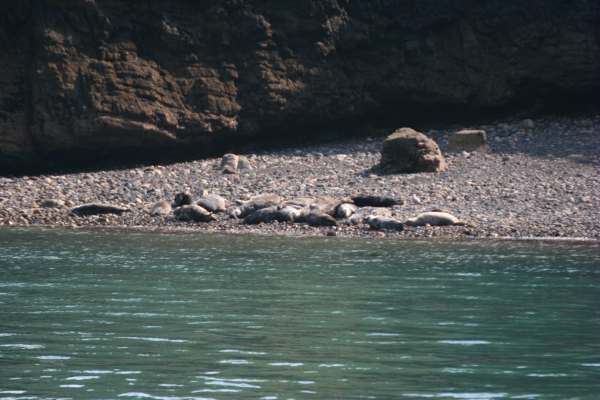 Grey Seals