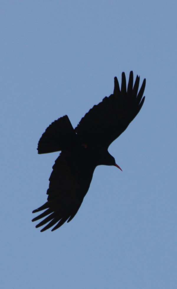 Chough