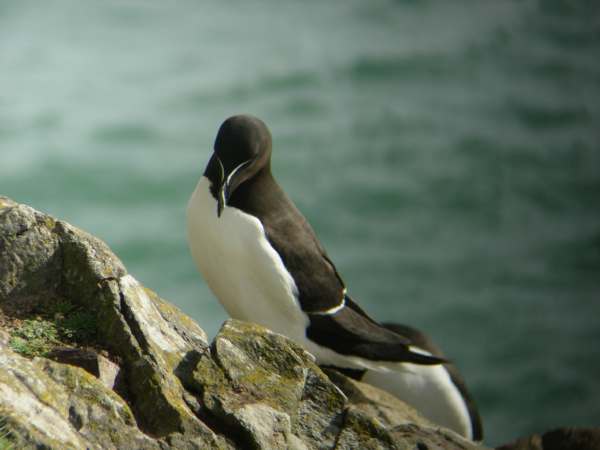 Razorbill