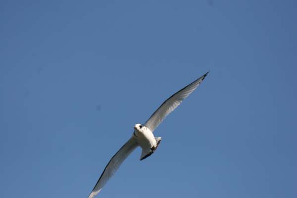 Kittiwake