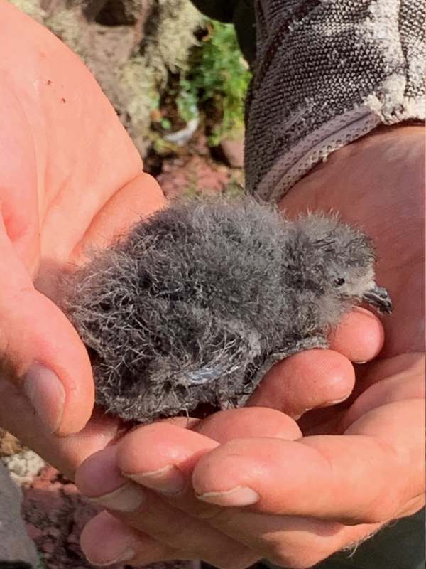 A tiny Storm Petrel chick.