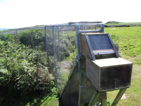 This is a Heligoland trap. Birds fly in the far, wide end and are then encouraged by the island staff to continue right up into the boxed area, where they are collected unharmed. Placed in small linen bags and taken for processing in the ringing hut.