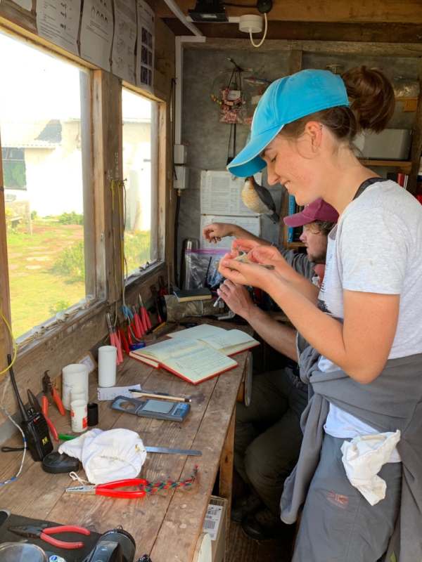 Here is Alice, long term volunteer warden, learning the skills of bird ringing from Richard.