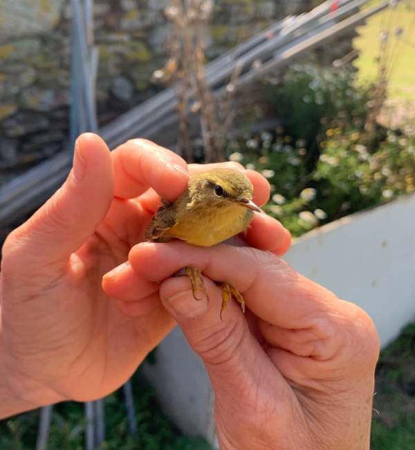 Willow Warbler.