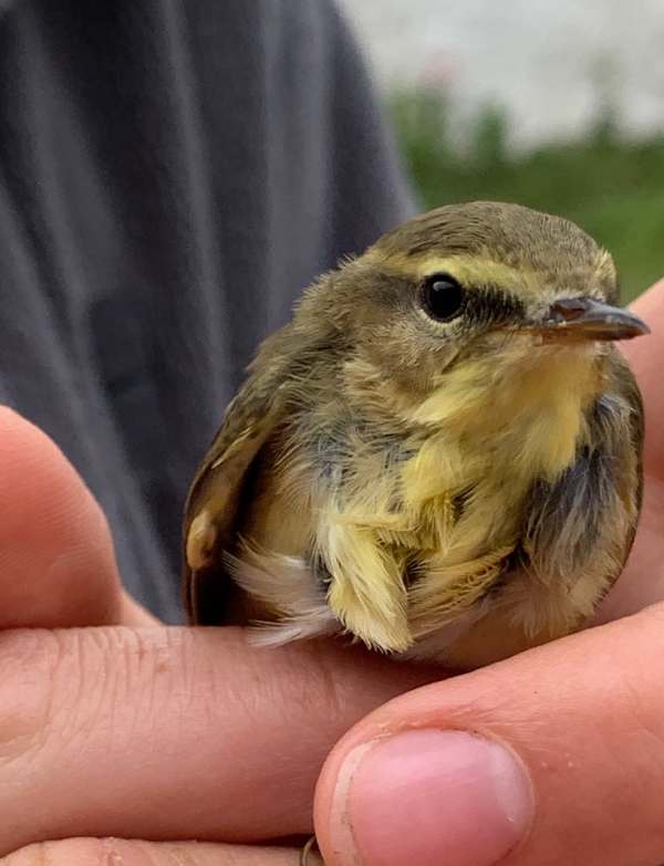 A Willow Warbler prior to release. A tiny summer migrant that will fly to Africa soon.
