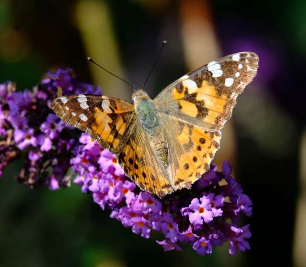 Painted Lady.