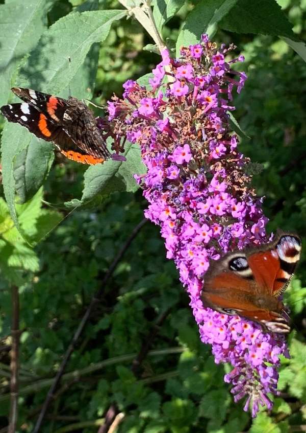 Red Admiral and Peacock butterflies on that one Buddleia bush.