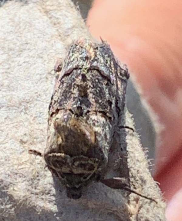 Spectacled moth.